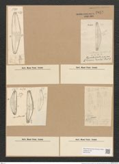 Diatomeae indet. (de-Toni-Nr.: Species 1443 ?) Zeichnungen Sammlung Grunow Nr. 2857 (NHMW-BOT-W0370184)
